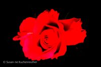 Red Rose in black